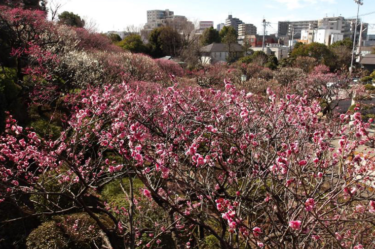 迎賓館赤坂離宮 本館内部見学と梅の香りただよふ名所めぐり