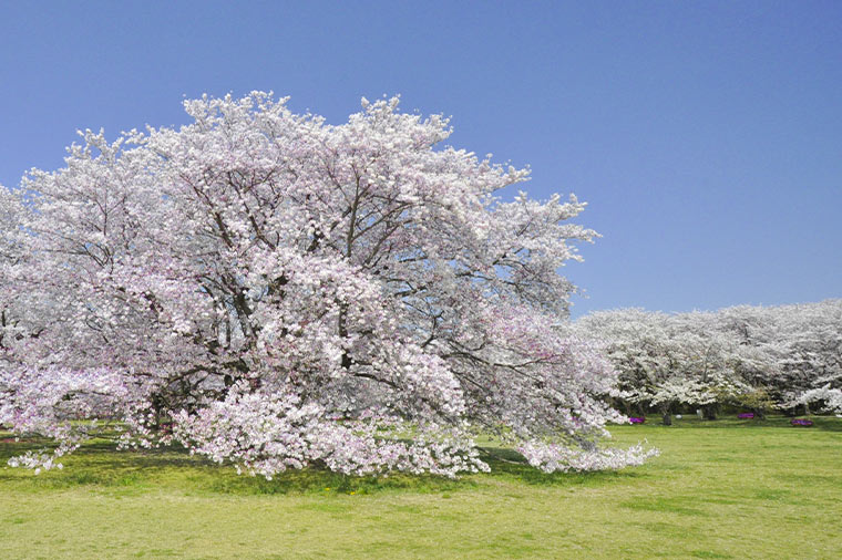 昼＆夜の桜観賞！国営昭和記念公園とよみうりランド「ジュエルミネーション」(ヒルトン東京のランチビュッフェ)