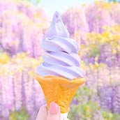 あしかがフラワーパーク・ソフトクリーム・プレゼント（ss）//