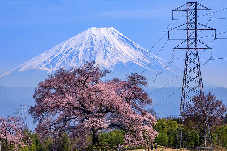 山梨桜名所めぐり♪武田神社＆山高神代桜＆わに塚のサクラ