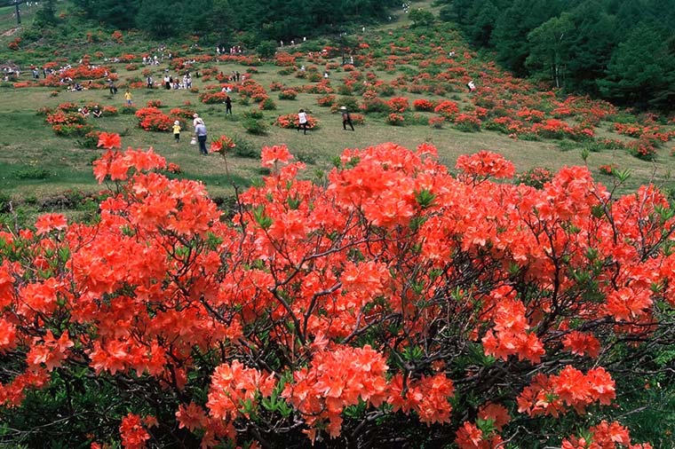 日本三名泉　草津温泉と春爛漫花紀行＆季節のフルーツ♪