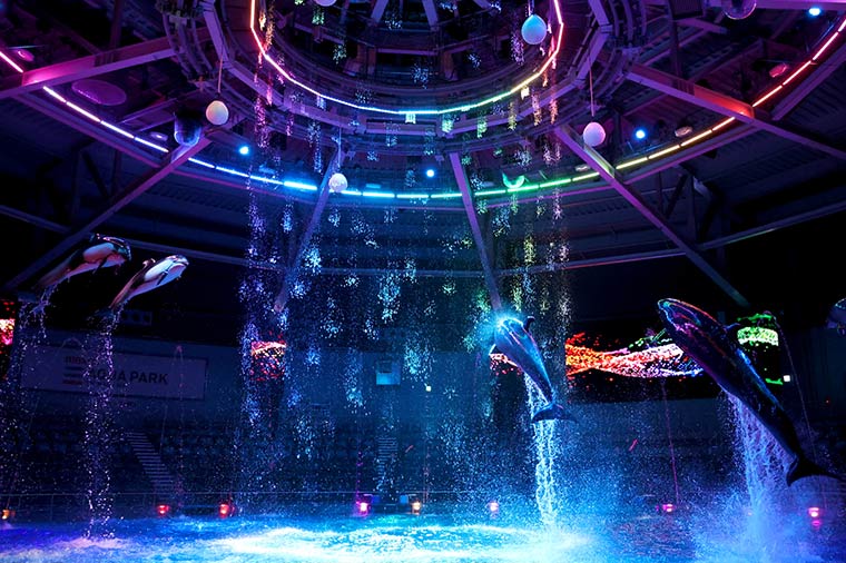 幻想的な没入体験！夜のマクセル アクアパーク品川 ナイトドルフィンパフォーマンス