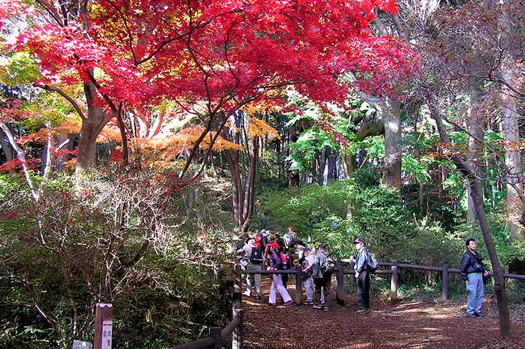 はとバス×飯能市タイアップ企画 大人のトレッキング！飯能天覧山紅葉サステナブルツアー