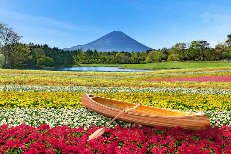 初秋の富士山と色彩豊かな花々の共演！富士虹の花まつりと山梨シャインマスカット狩り