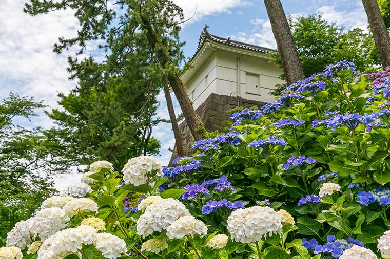 初夏の花満喫♪小田原城あじさい花菖蒲まつり＆アルコール飲み放題付ランチビュッフェ