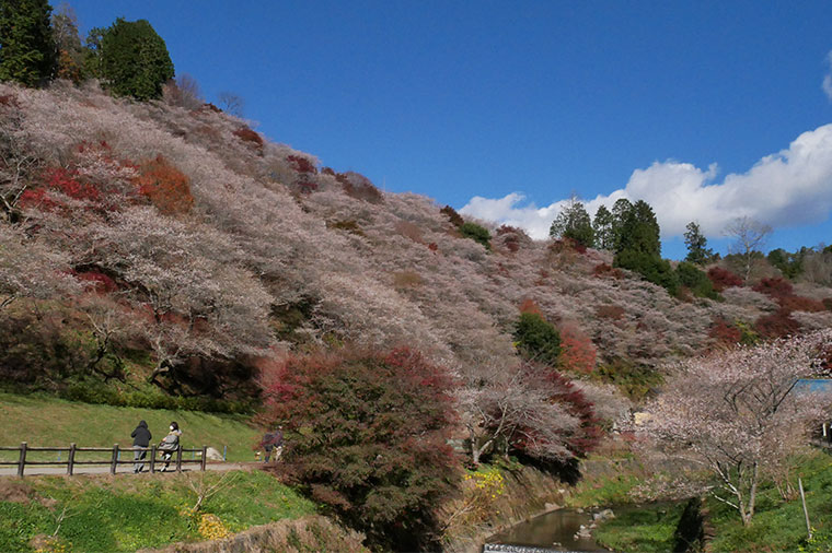 小原四季桜※小巻撮影使用可