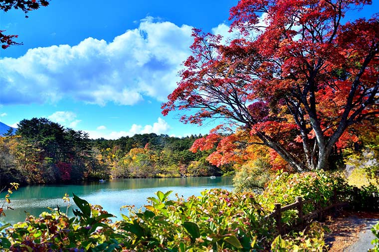【トイレ付バス・レガートで行く】秋色の裏磐梯・五色沼　会津・芦ノ牧温泉みちのく味覚満載ブッフェ＆旬のフルーツ狩り／京橋発（9/21～11/2）
