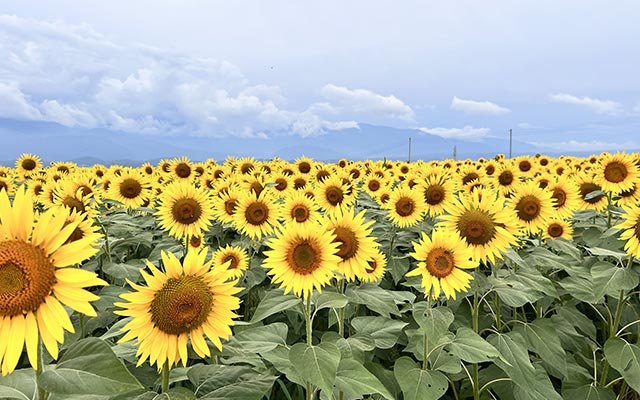 明野ひまわり畑