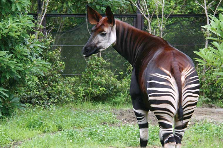 よこはま動物園ズーラシアと横浜・八景島シーパラダイス／Ｂプラン：ブッフェの昼食