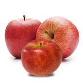 りんご3個お土産　リンゴ　リンゴ（SS）//