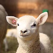 マザー牧場・子羊 SS おすすめ欄用//