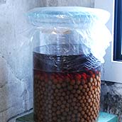 梅酒と酒の資料館別春館・梅酒の試飲(SS)//