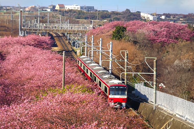春を先取り！三浦海岸河津桜といちご狩り