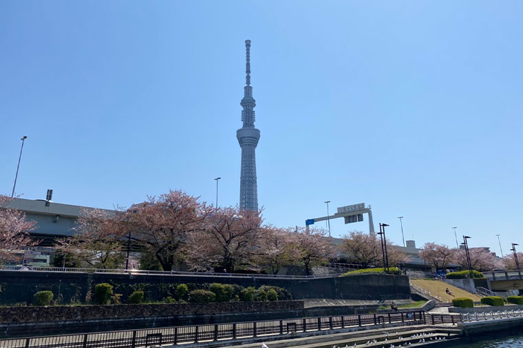 スカイツリーと桜