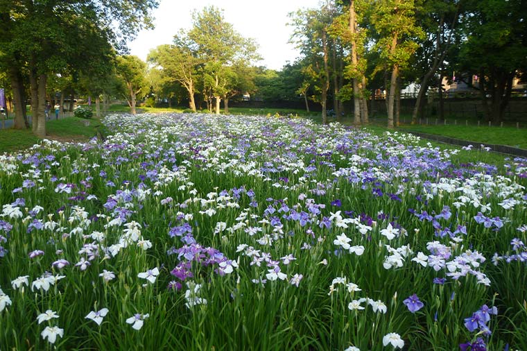 水元公園の花菖蒲と柴又老舗のうな重