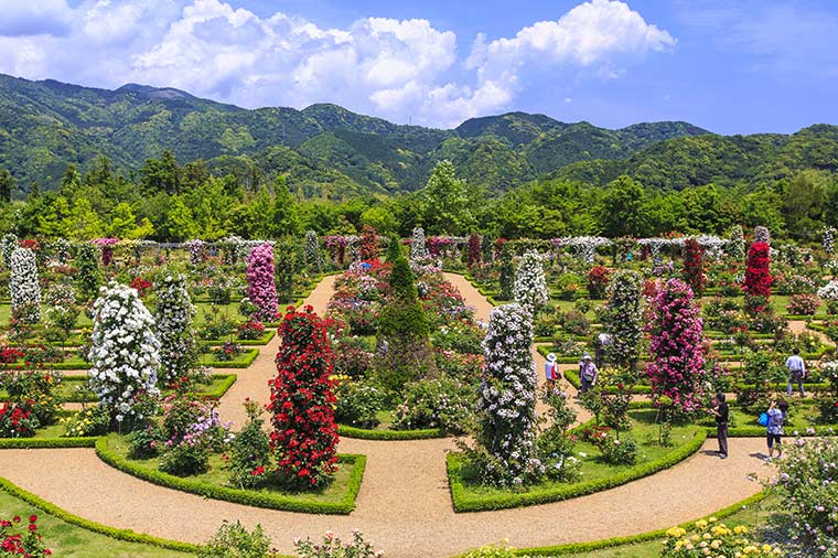 GW限定！伊豆・箱根春の花旅　本格派ローズガーデンと芦ノ湖望むつつじ庭園めぐり