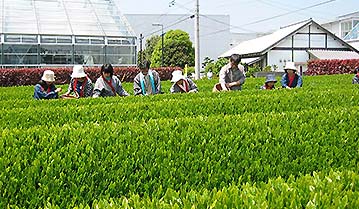 グリンピア牧之原・お茶摘み体験（ss横長）//