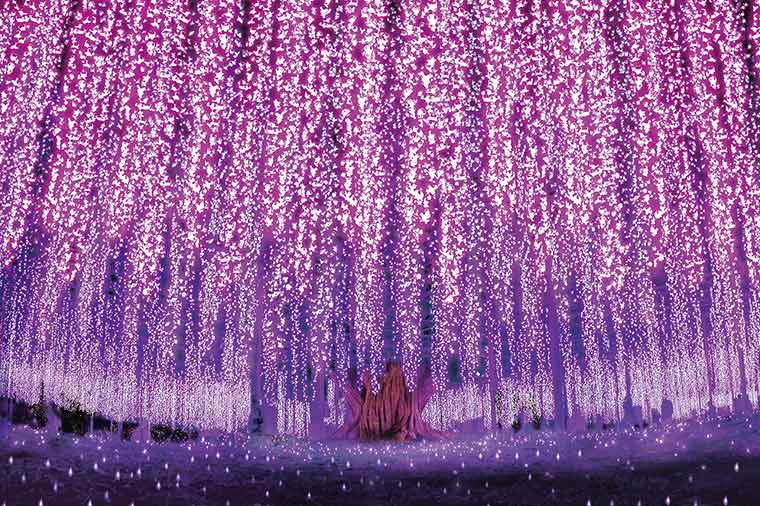 世界初のあんこバー＆隠れ家イタリアンビュッフェとあしかがフラワーパーク「光の花の庭」