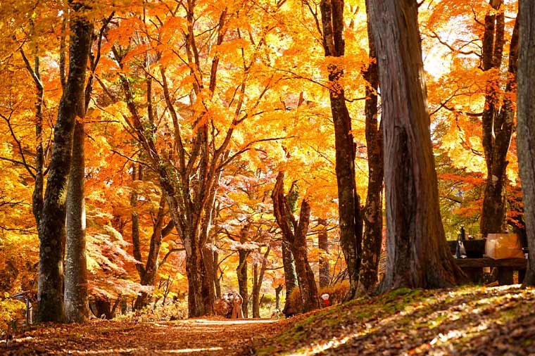 山中湖紅葉まつり＆山梨県地産地消のレストランでランチビュッフェ