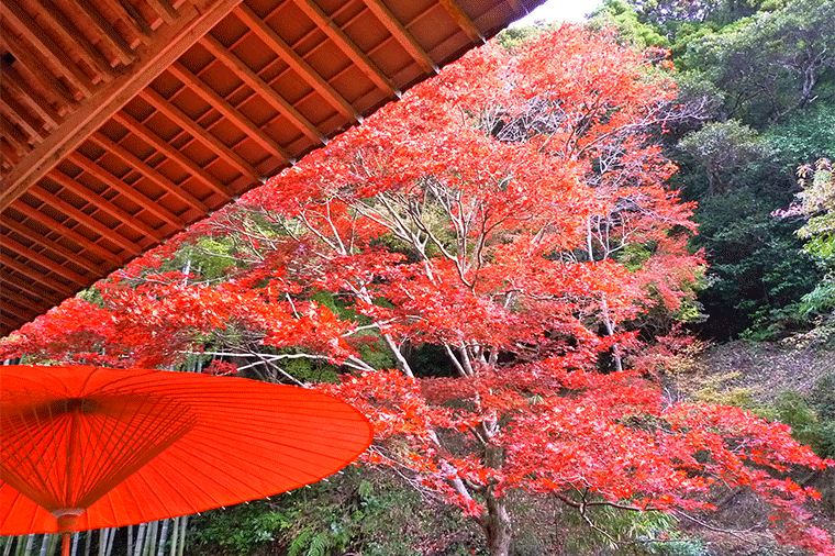 鋸山×小松寺×岡本桟橋 南房総３つの絶景巡りと豪華海鮮丼