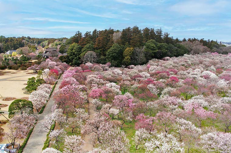 偕楽園梅まつりと冬の益子路＆栃木ブランドいちご狩り