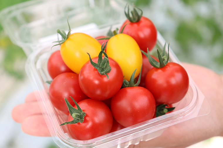 フルーツトマト×いちごダブル狩り＆はとバス限定茨城名物づくし御膳