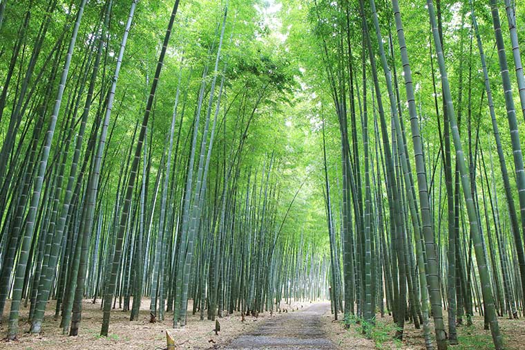 涼を感じる夏の竹林 若竹の杜とももパフェ作り＆季節のフルーツ狩り