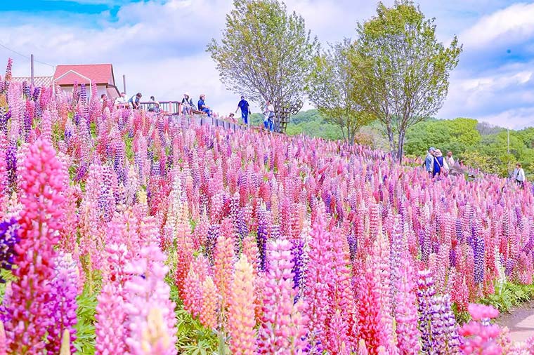 春爛漫とちぎツアー♪3万本のカラフルルピナス祭りとはとバス限定はちみつパフェ