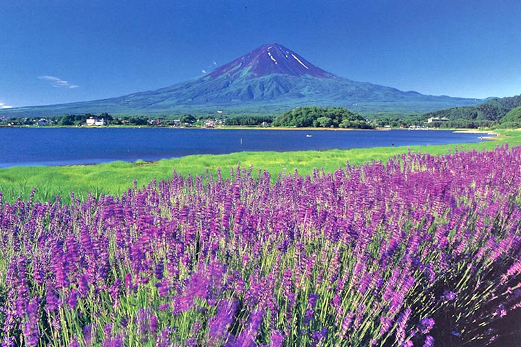 自然の癒し散歩♪河口湖ハーブフェスティバル