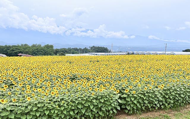 明野サンフラワーフェス