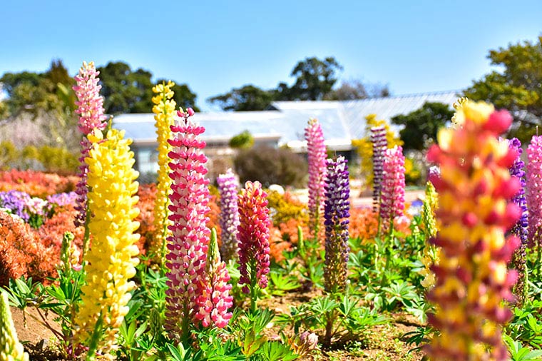 春爛漫♪伊豆・箱根花紀行と季節のフルーツ