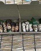 matsutake_SS.jpg