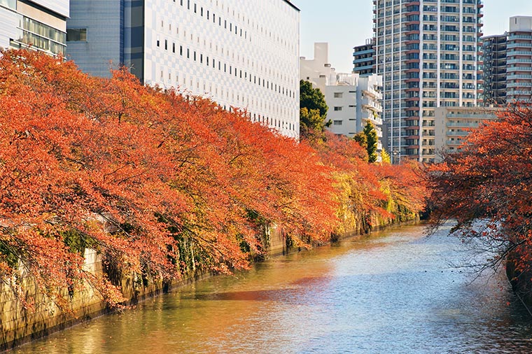 目黒川紅葉クルーズと品川プリンスホテルの季節御膳