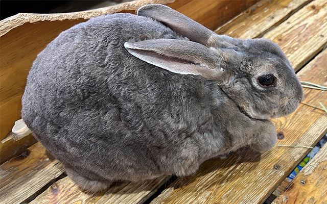 うさぎさん/
