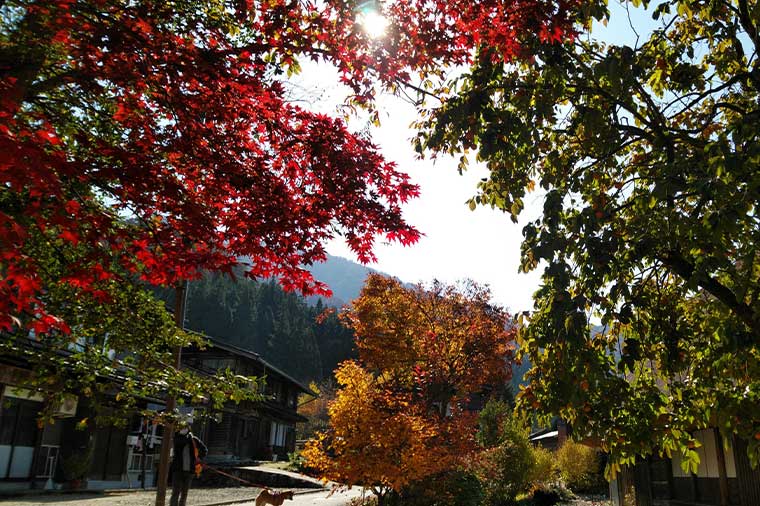 白川郷・紅葉