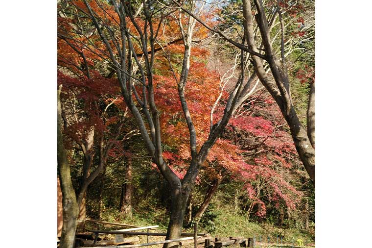 山麓園・店内