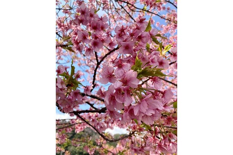 河津桜