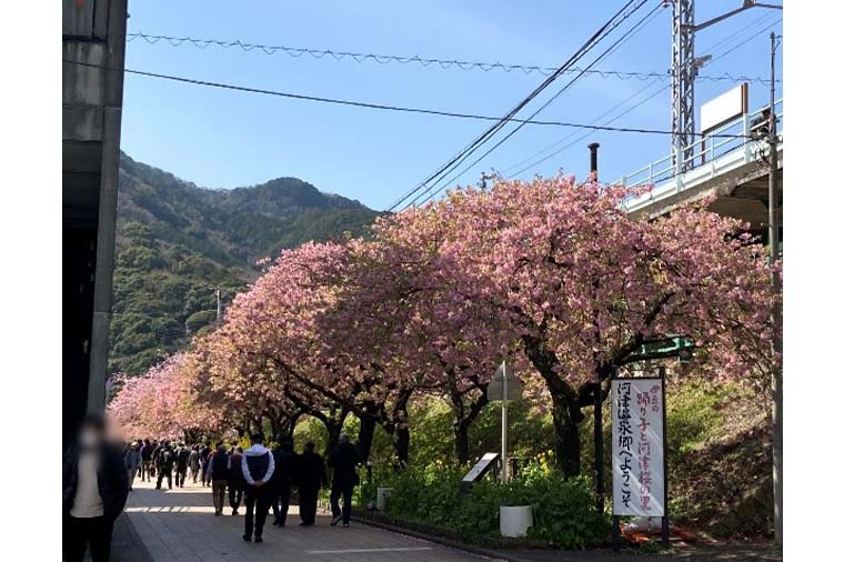 河津桜