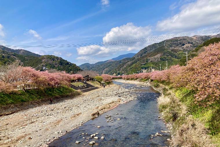 河津川沿い