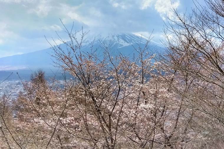 新倉山浅間公園からの富士山と桜