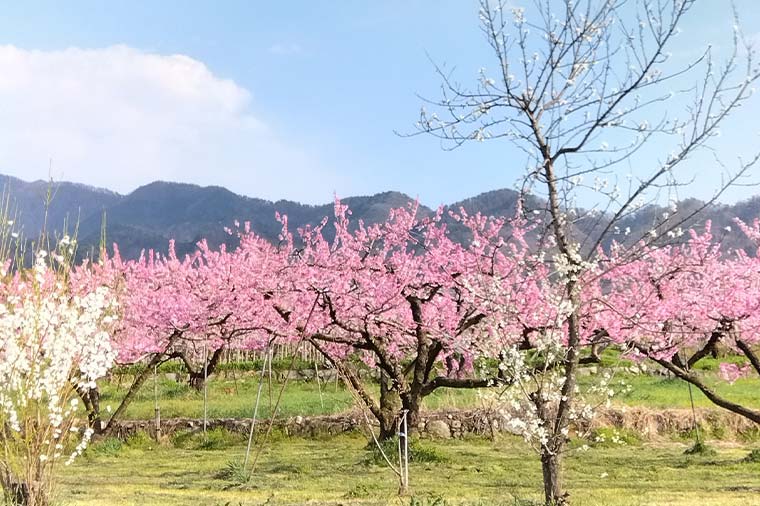 桃の花満開