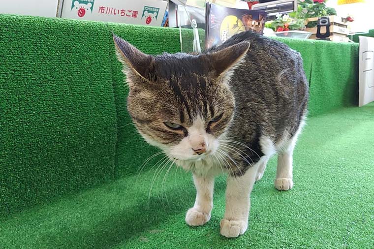 市川いちご園・いちごちゃん