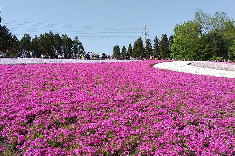 羊山公園