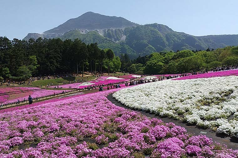 羊山公園