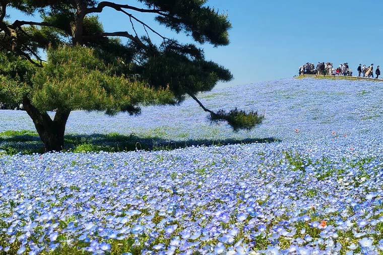 ひたち海浜公園・ネモフィラ