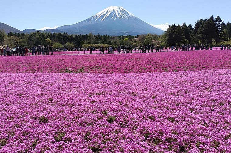 富士山とピアニシモ