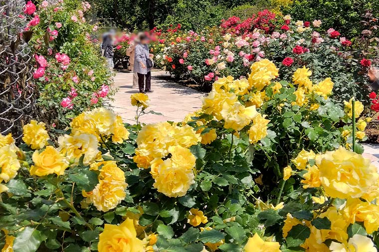 小田原フラワーガーデン・薔薇