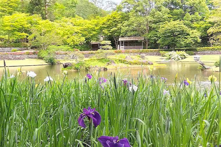 修善寺虹の郷・花菖蒲