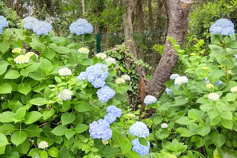 下田ロープウェイ・あじさい