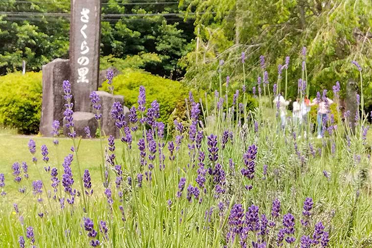 桜のさと・ラベンダー